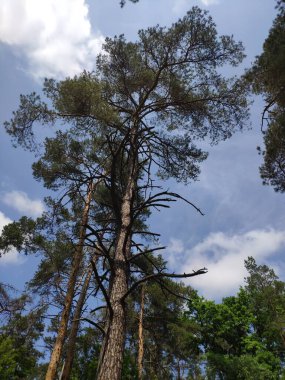 Orman ağaçları doğal arka plan. Ormanın derinliklerinde