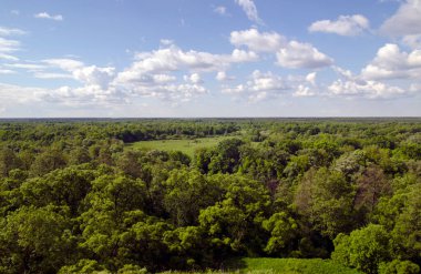 Rus orman pek çok ağaçlar ve alanları. Beyaz bulutlar derin mavi yaz gökyüzünde uçan