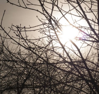 Güneş, ağaç dallarında parıldıyor. Artistik bir fotoğraf ile.