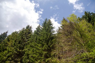 Mavi yaz göğün altında renkli ağaçlar ile dağ orman