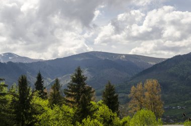 Yaz orman ve dağlar. Çevre koruma ve ekoloji sorunları. Ormanlarımızı kurtarmak!