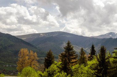 Yaz orman ve dağlar. Çevre koruma ve ekoloji sorunları. Ormanlarımızı kurtarmak!