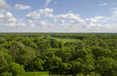 Rus orman pek çok ağaçlar ve alanları. Beyaz bulutlar derin mavi yaz gökyüzünde uçan