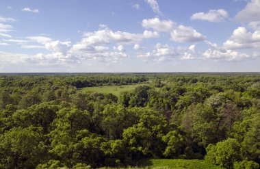 Rus orman pek çok ağaçlar ve alanları. Beyaz bulutlar derin mavi yaz gökyüzünde uçan