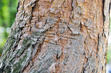 Ağaç kabuğu görünümünü kapat. Ayrıntılar doğada