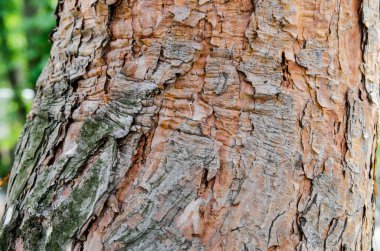 Ağaç gövde ve kabuk dokusu, görünümü Kapat