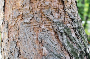 Ağaç gövde ve kabuk dokusu, görünümü Kapat