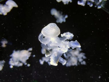 Beyaz denizanası soyut arka plan, deniz fotoğrafçılığı, deniz doğası güzel yaratıklar, medusa