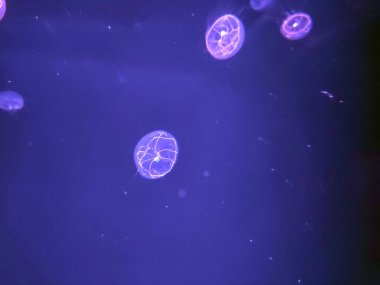 Büyük mavi denizanası görünümü arka plan, deniz fotoğrafı, deniz doğası güzel yaratıklar.