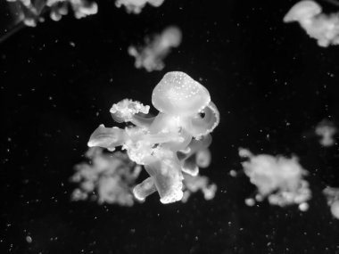 Siyah ve beyaz denizanası fotoğrafı, deniz fotoğrafçılığı, deniz doğası güzel yaratıklar gri tonlu duvar kağıdı.