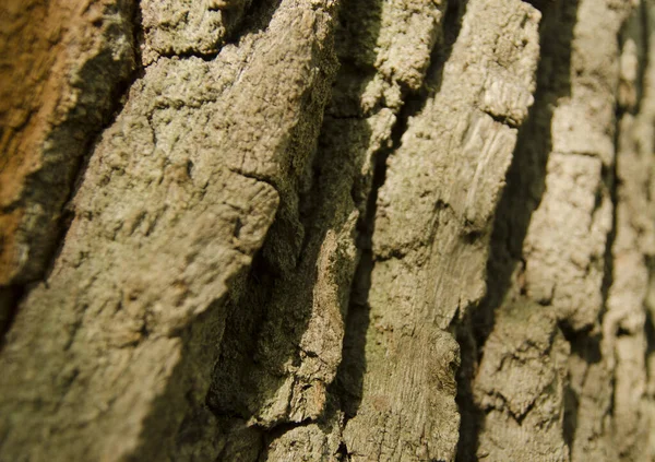Eski meşe ağacının kabuğu doku, closeup görünümü