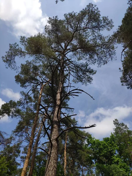Orman ağaçları doğal arka plan. Ormanın derinliklerinde