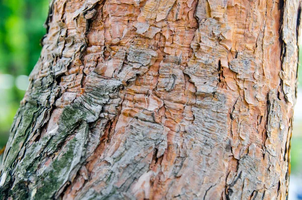 Ağaç kabuğu görünümünü kapat. Ayrıntılar doğada