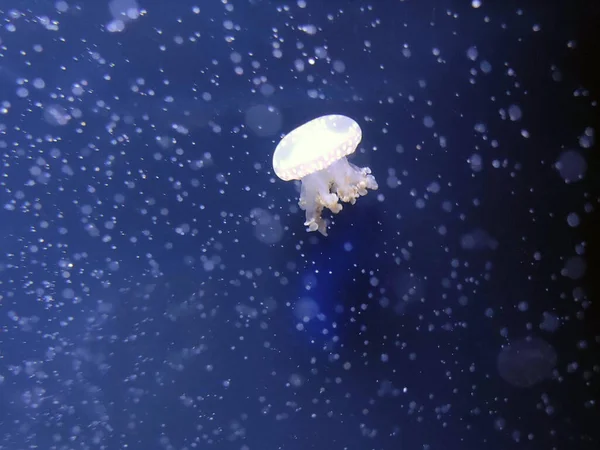 Beyaz denizanası soyut arka plan, deniz fotoğrafçılığı, deniz doğası güzel yaratıklar.