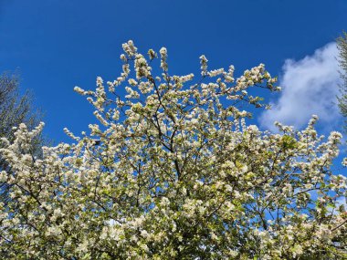 Bulutlar ve ağaçlarla Gökyüzüne karşı çiçek açan