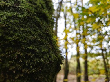 Ağaç kabuğunda yosun, yakın plan doğal arka plan.