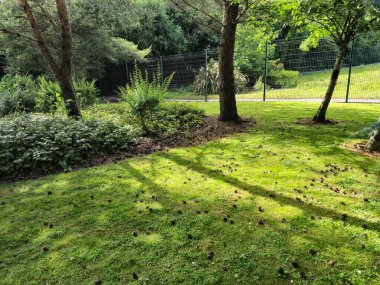 Doğal Manzarada Yeşil Ağaç Bitki ve Çimenli