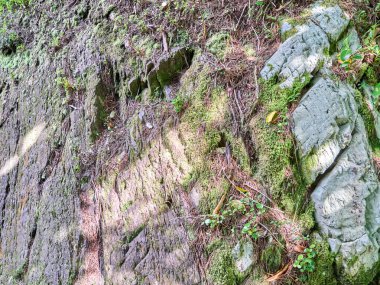 Eski ağaç kütüğünün yosunla kaplanmış yakın çekimi.