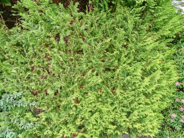 Güzel botanik fotoğrafı, doğal duvar kağıdı.