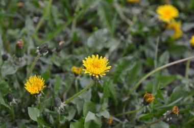 Bahçedeki güzel çiçekler