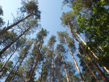 Ağaçların ormanı