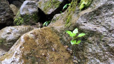 Küçük yeşil bir filiz, nemli yosunlu kayaların arasından geçerek sakin bir ormanda doğanın dayanıklılığını yakalar..