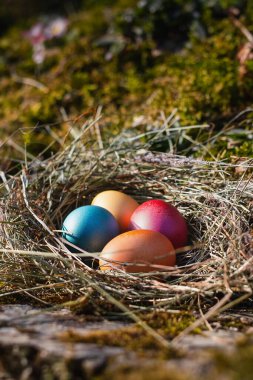 Renkli Paskalya yumurtaları hasır bir yuvada, açık havada. Mavi, sarı, kırmızı ve turuncu renkli boyanmış yumurtalar yosun ve toprağın doğal arka planına karşı canlı bir odak noktası oluşturur..