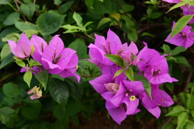 Mor bougainvillea çiçekleri, Nyctaginaceae familyasından bir sarmaşık, çalı ve ağaç cinsidir. Brezilya, Peru ve Arjantin 'e özgü, beyaz ve kırmızı da dahil olmak üzere çeşitli renklere sahiptir..