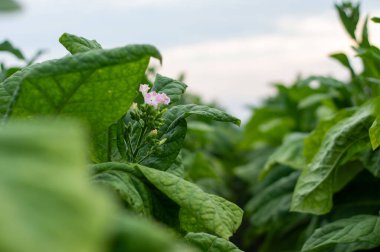 Güneşli bir çiftlikte yetişen sağlıklı yeşil tütün yaprağının canlı bir makro çekimi. Fotoğraf, bitkiyi mükemmel bir şekilde izole eden yumuşak, kremsi bokeh arkaplanlı yaprağın karmaşık damar desenlerini ve kadife dokusunu vurgular..