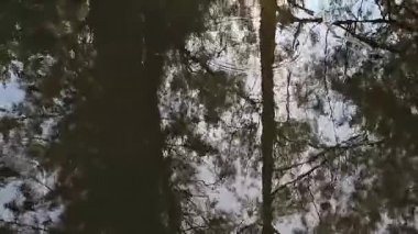 Bu video, güneşli bir günde yemyeşil çimenli, ağaçlı ve ahşap çitli huzurlu bir manzara yakalıyor. Parlak güneş ışığı çimenlerin üzerine sıcak bir parıltı saçar, dinginlik ve sakinlik hissi yaratır..