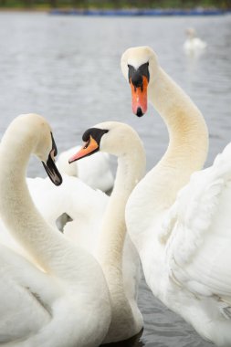 Parkta suda süzülen eğri boyunlu üç zarif kuğu. Dikey bileşim zarif şekillerini ve sakin, yansıtıcı su yüzeyini vurgular..