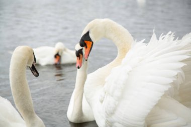 Üç beyaz kuğunun yatay fotoğrafı suda ön planda birbirine yaklaşırken, bir başka kuğu arka planda daha uzağa yüzüyor. Parktaki gölde ya da nehirde zarif su kuşlarının olduğu sakin doğa sahnesi.