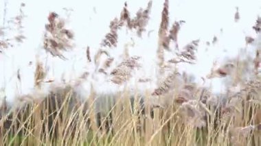 Uzun sazlıklar rüzgarda hafifçe sallanıyor. Çimenlerin doğal hareketi sakin ve huzurlu bir doğa sahnesi yaratır..