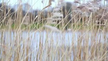 Uzun sazlıklar rüzgarda hafifçe sallanıyor. Çimenlerin doğal hareketi sakin ve huzurlu bir doğa sahnesi yaratır..