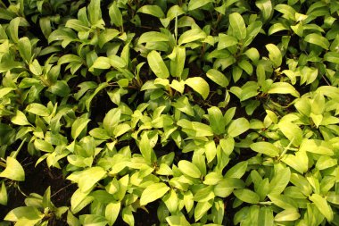 Arkaplan için su damlaları olan yeşil yaprak