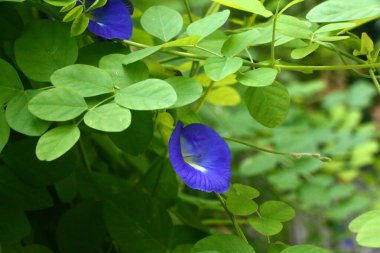 Mavi Kelebek Bezelye Çiçeği (Klitoria Ternatea) Tropikal Bahçede Çiçek açıyor