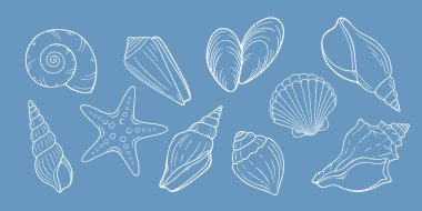 Deniz kabuğu sanat seti. Deniz kabuğu utline koleksiyonu farklı türde okyanus kabukları ve mavi arkaplan üzerine basit beyaz çizgiler çizilmiş bir deniz yıldızını içerir.