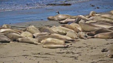 Pasifik Sahil Karayolu 'nun hemen dışında, San Simeon, Kaliforniya' da Piedras Blancas Fil Mührü 'nde fil fokları (deniz aslanları)..