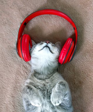 Kırmızı kulaklıklı gri bir kedi yavrusu bej bir battaniyenin üzerinde yatıyor.