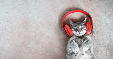 Kırmızı kulaklıklı gri bir kedi bej bir battaniyenin üzerinde yatıyor. Kedi gülümsüyor. 