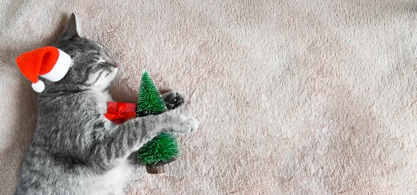 Una Coperta Beige Giace Gatto Grigio Cappello Babbo Natale Con — Foto Stock