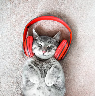 Kırmızı kulaklıklı gri bir kedi bej bir battaniyenin üzerinde yatıyor. Kedi gülümsüyor. 