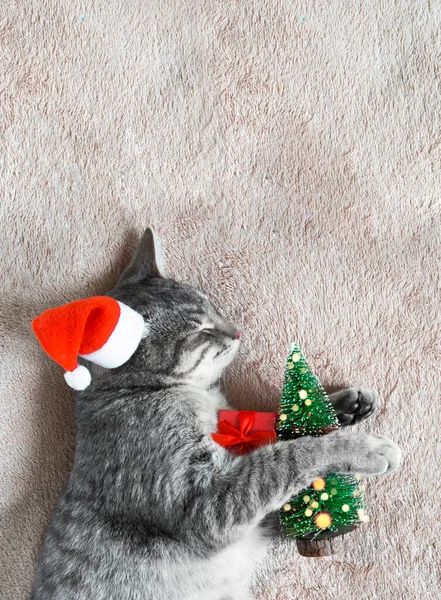 Cobertor Bege Encontra Gato Cinza Chapéu Papai Noel Com Presente Fotos De Bancos De Imagens