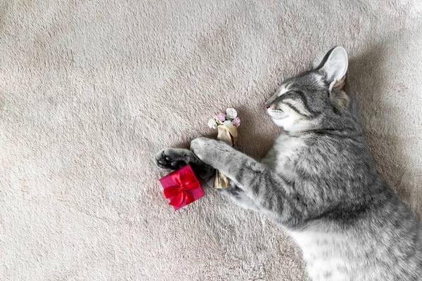 Gato Cinza Está Deitado Cobertor Bege Suas Patas Gato Está — Fotografia de Stock