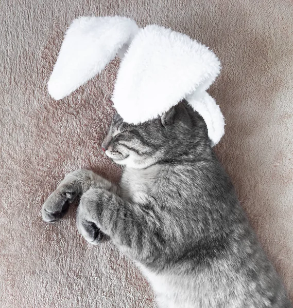 a gray cat dressed as a bunny lies and sleeps on a beige blanke