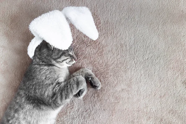 Gray Cat Dressed Bunny Lies Sleeps Beige Blanke — Stock Photo, Image