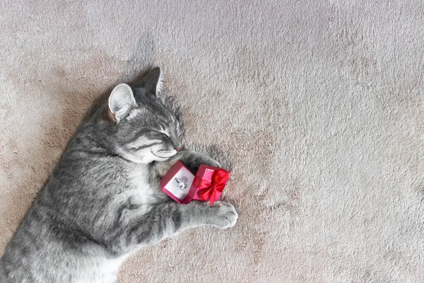 Gato Cinza Dorme Cobertor Bege Abraça Uma Caixa Vermelha Presente — Fotografia de Stock