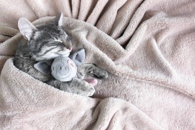 Patilerinde pelüş bir domuz olan gri bir kedi yavrusu bej bir battaniyenin üzerinde uyur.