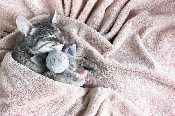 Gattino Grigio Con Maiale Peluche Nelle Zampe Dorme Una Coperta Foto Stock Royalty Free