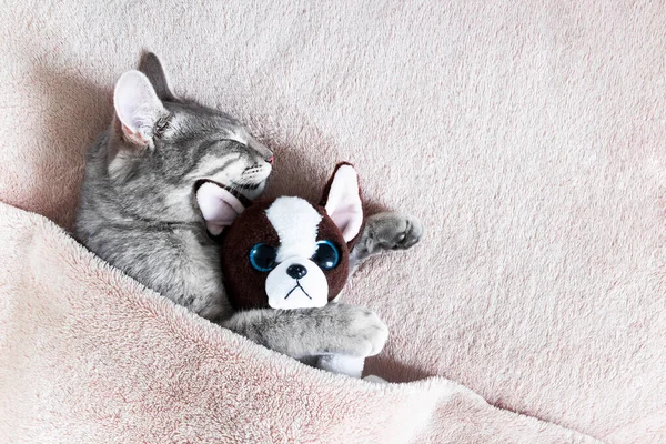 Gato Cinza Está Dormindo Cobertor Bege Abraço Com Cão Pelúcia — Fotografia de Stock